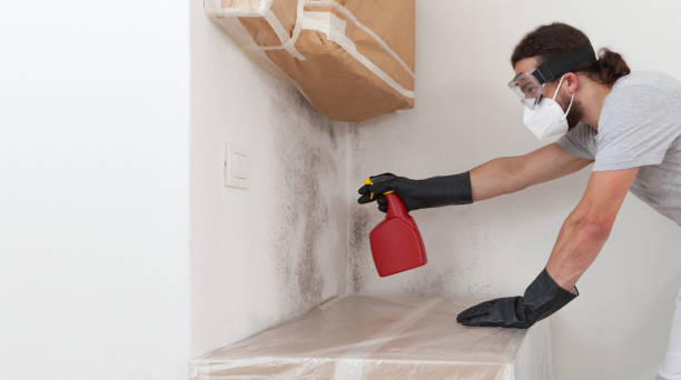 Professional Basement Mold Remediation technician working in Columbia, PA